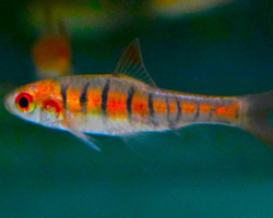 Enteromius Fasciolatus S