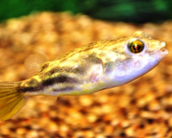 Tetraodon Lineatus S/M