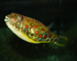 Tetraodon Pustulatus L