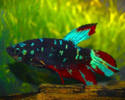 Betta Sp. Plakat Black Star Male Xl