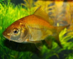Carpa A Specchi 12/16
