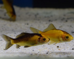 Car. Auratus Yellow/Black 10/12
