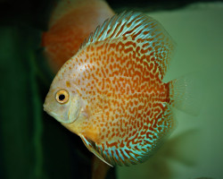S. Aequifasciatus Snow Eruption S