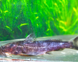Chiloglanis Sp. Congo L