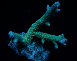 Acropora Abrolhosensis Ml