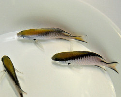 Chromis Nitida (Australia) M