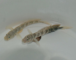 Cryptocentrus Leptocephalus M