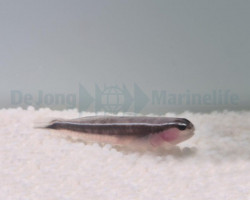 Elacatinus Lori M