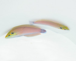 Halichoeres Melasmapomus M