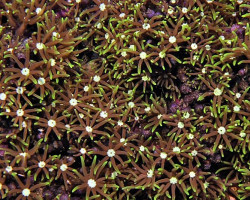 Pachyclavularia Violacea (White Tip) S
