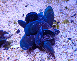 Perna Viridis (Cluster) M