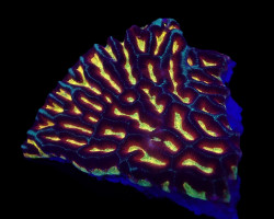 Platygyra Spp. (Ultra) Ml