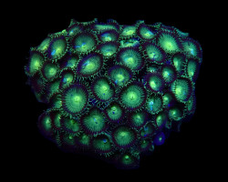 Protopalythoa Spp. (Green Grade A) S