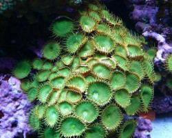Protopalythoa Spp. (Green) Xs