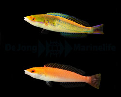 Pseudojuloides Severnsi (Pair)