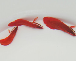 Suttonia Lineata M