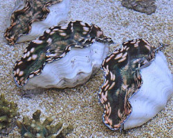 Tridacna Derasa (12Cm)