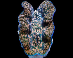 Tridacna Derasa 9Cm