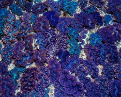 Tridacna Maxima (Blue) (6Cm)
