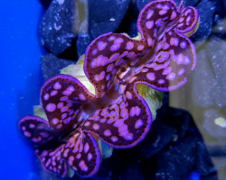 Tridacna Maxima (Pink/Purple) 6Cm M