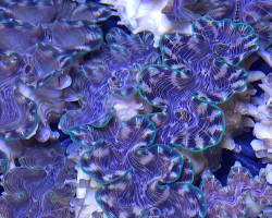 Tridacna Squamosina 5Cm