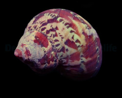 Turbo Petholatus M