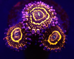 Zoanthus Spp. (Stratosphere) (4 Polyps) Ml