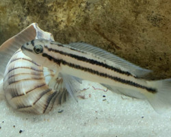 Chalinochromis Popelini 5,5-6