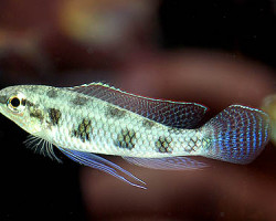 Dicrossus Maculatus 2,5--3
