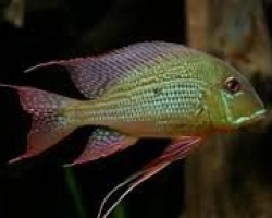 Geophagus Altifrons "Tromtebas" 4 Cm