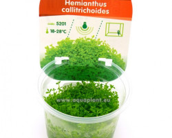 Hemianthus Callitrichoides (Inv)