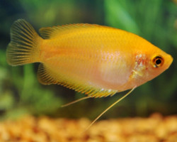 Trichogaster Chuna Gold S