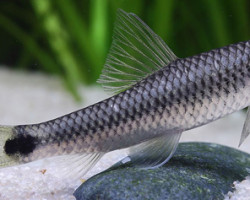 Crossocheilus Reticulatus S/M