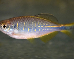 Devario Devario M