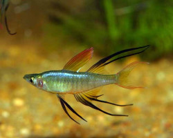 Iriatherina Werneri M