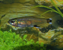 Aphyocharax Paraguayensis L