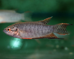 Macropodus Spechti M