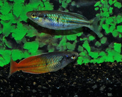 Melanotaenia Boesemani Orange Xxl