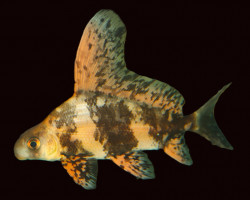 Myxocyprinus Asiaticus Asiaticus S