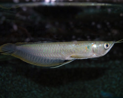 Osteoglossum Bicirrhosum L