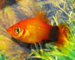 Platy Marigold Mickey M