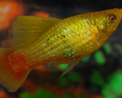 Platy Panda S/M