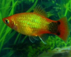 Platy Mickey Mouse Neon Gold L