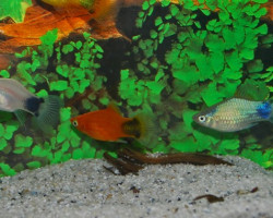Platy Mickey Mouse Mix L