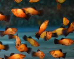 Platy German Flag M