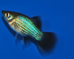 Platy Blue Wagtail M/L