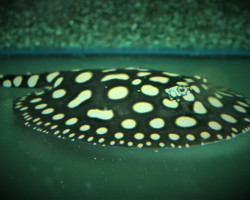 Potamotrygon Leopoldi Xl