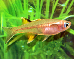 Pseudomugil Signifer M/L