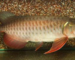 Scleropages Formosus Super Red 10-12Cm