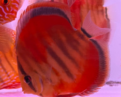S. Discus Ica Red S